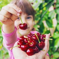 Cherry tree, Self-fertile Dwarf  'Cherry Baby'